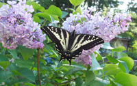 Swallowtail